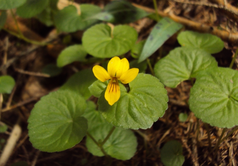 Dal Trentino - Viola biflora